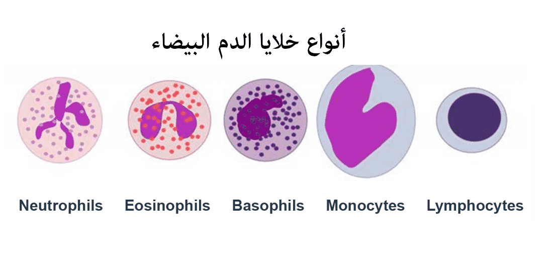 Eosinophils تحليل